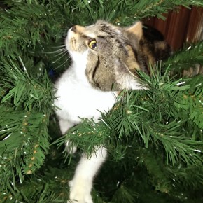 my favorite things! (december&nbsp;edition)